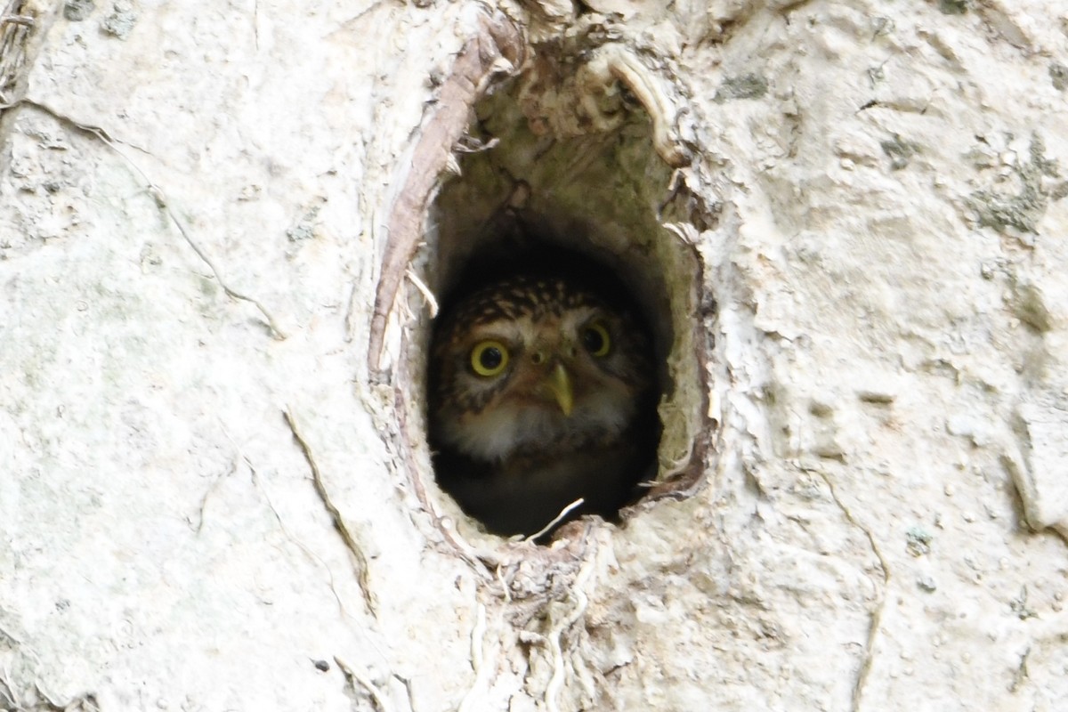 Collared Owlet - ML619276622