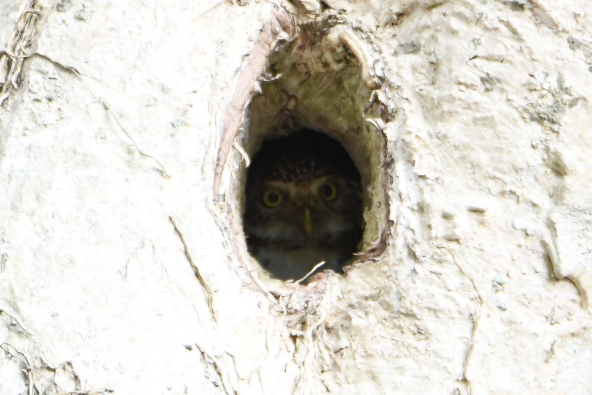 Collared Owlet - ML619276623