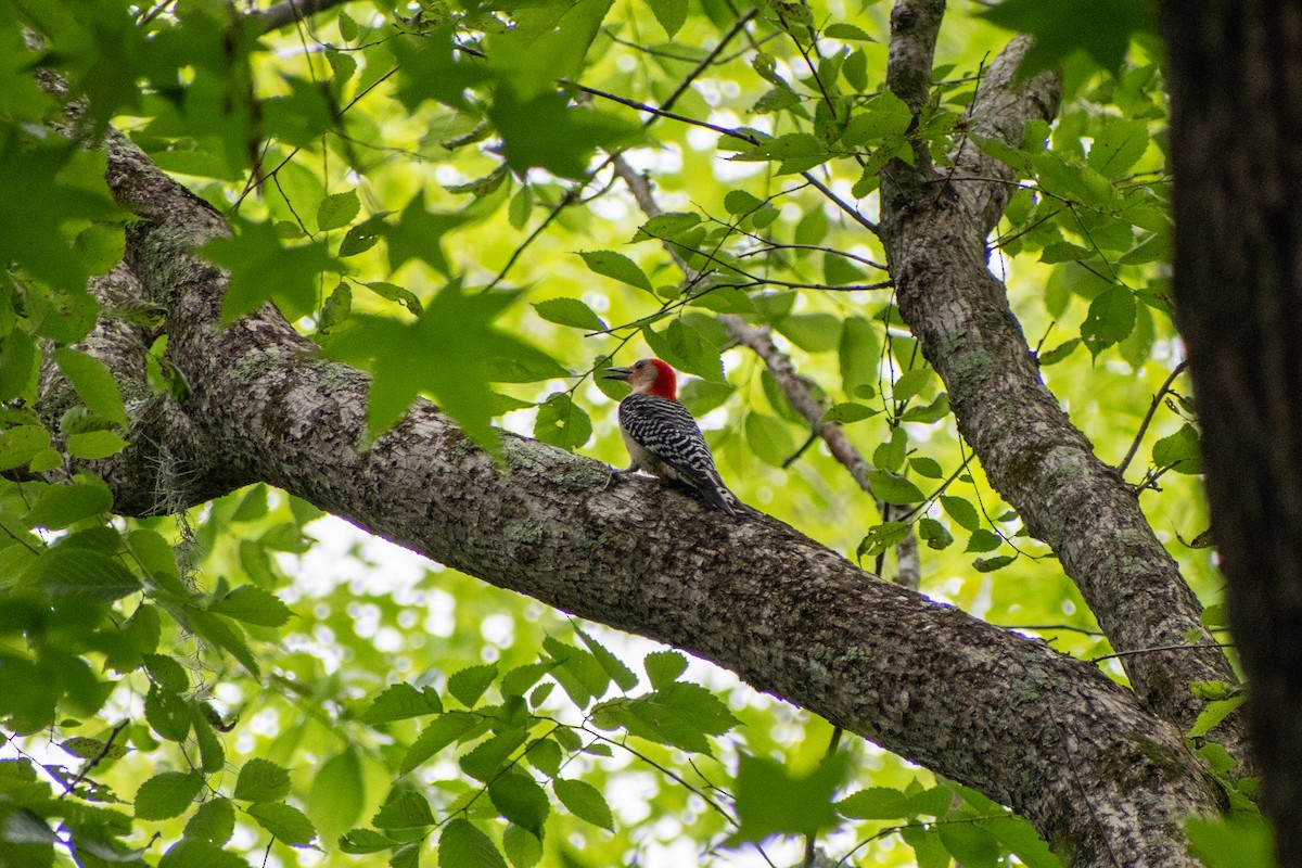 Red-bellied Woodpecker - ML619276624