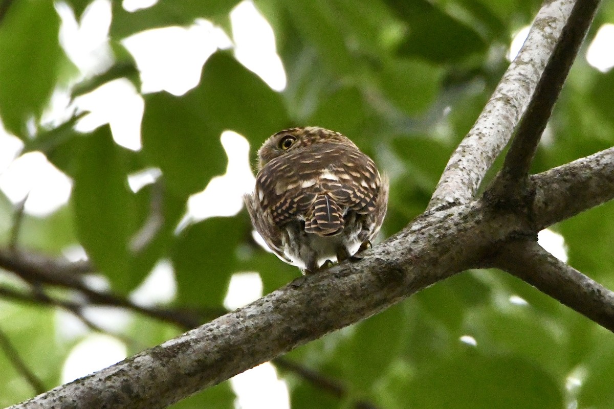 Collared Owlet - ML619276657