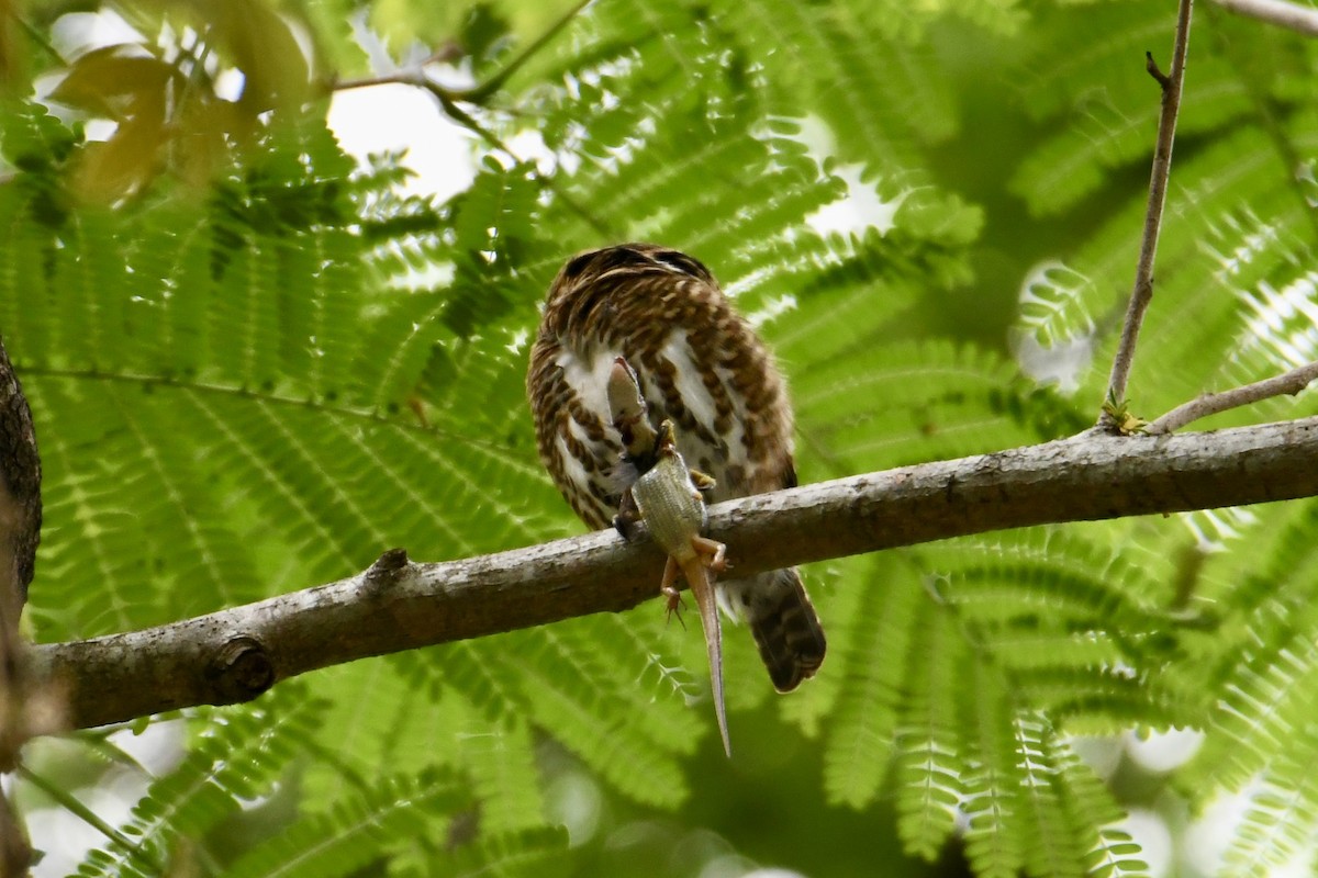 Collared Owlet - ML619276660