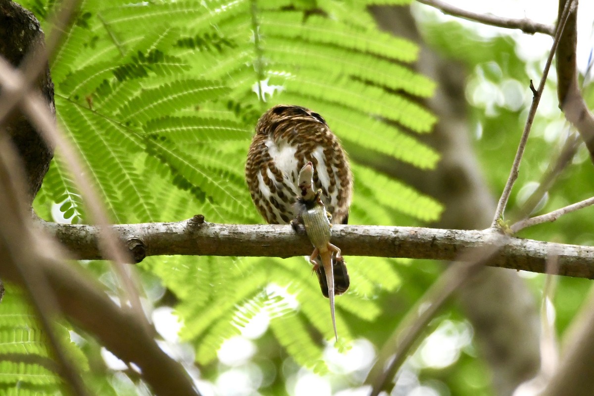 Collared Owlet - ML619276661