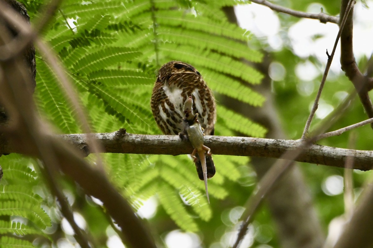 Collared Owlet - ML619276662