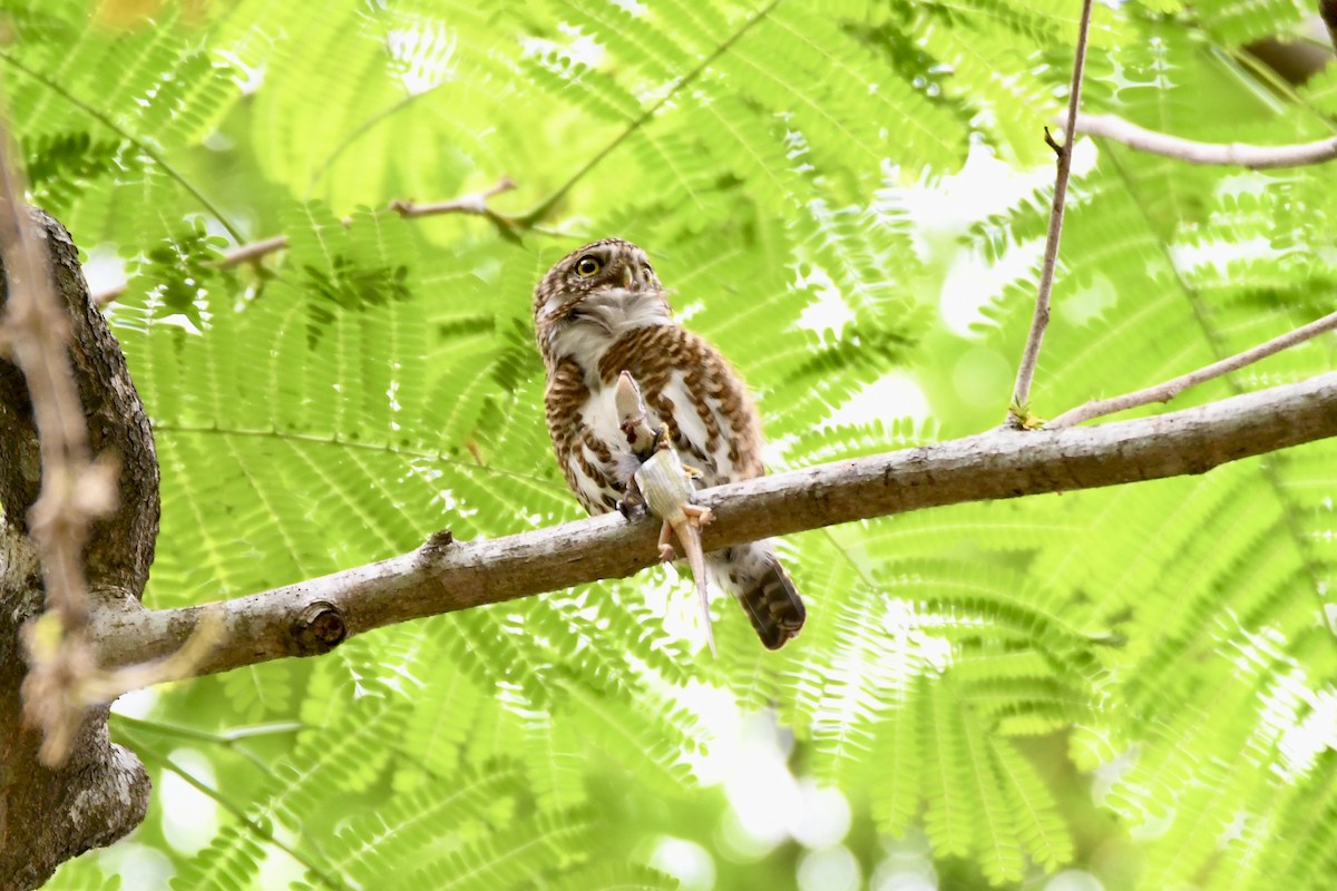 Collared Owlet - ML619276663