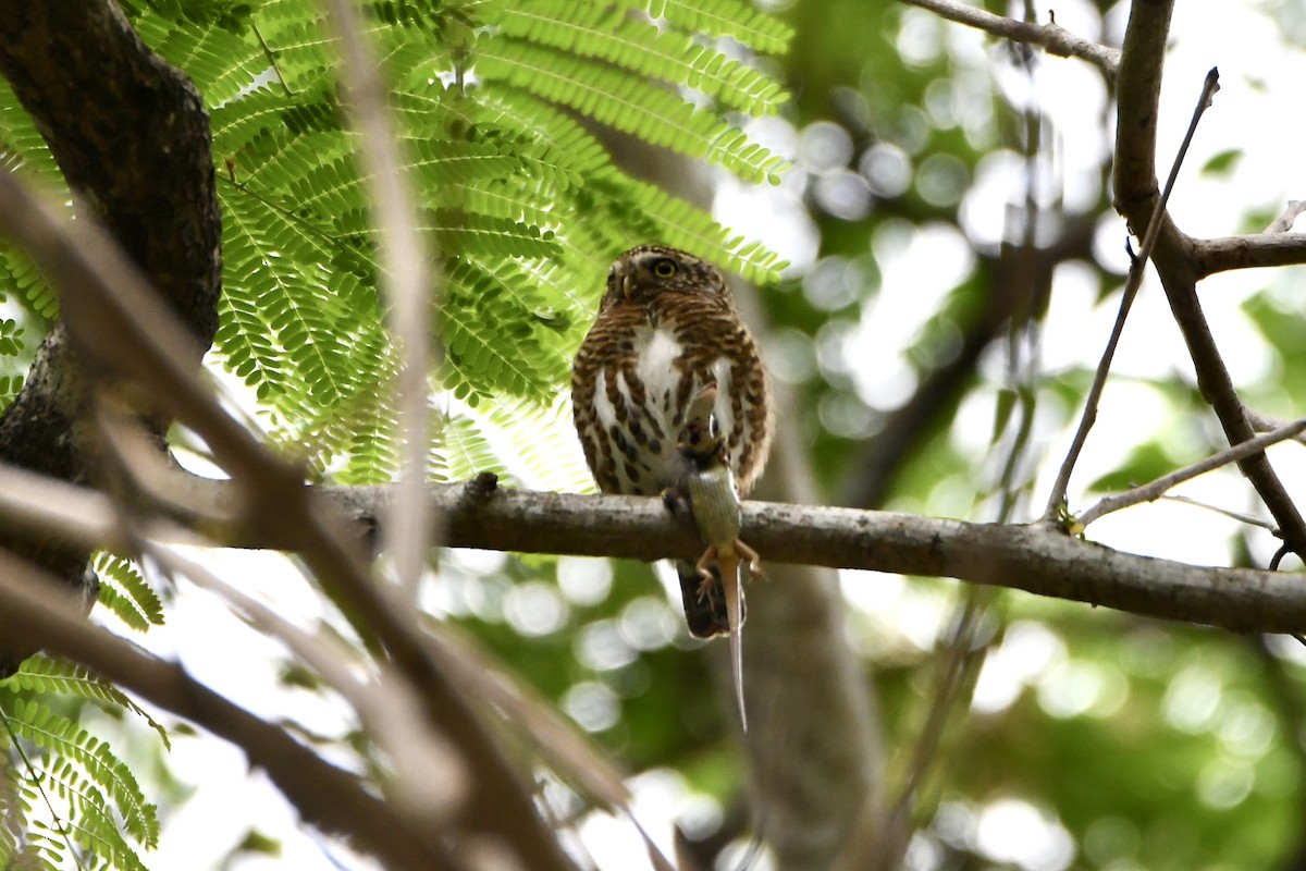 Collared Owlet - ML619276664