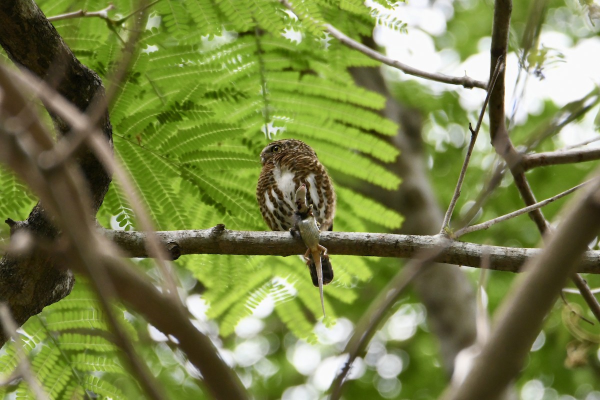 Collared Owlet - ML619276666