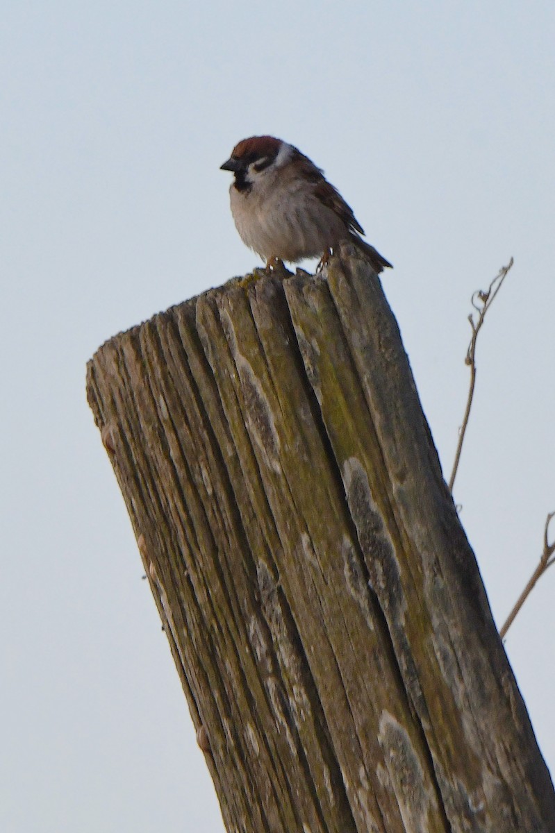 Eurasian Tree Sparrow - ML619276680