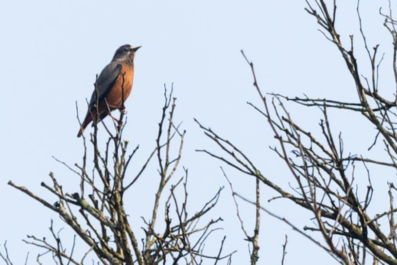 Chestnut-tailed Starling - ML619276713