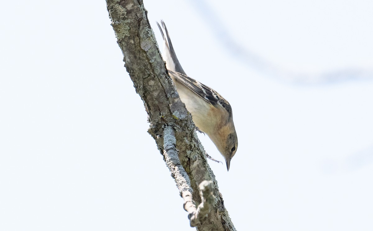 Bay-breasted Warbler - ML619276730