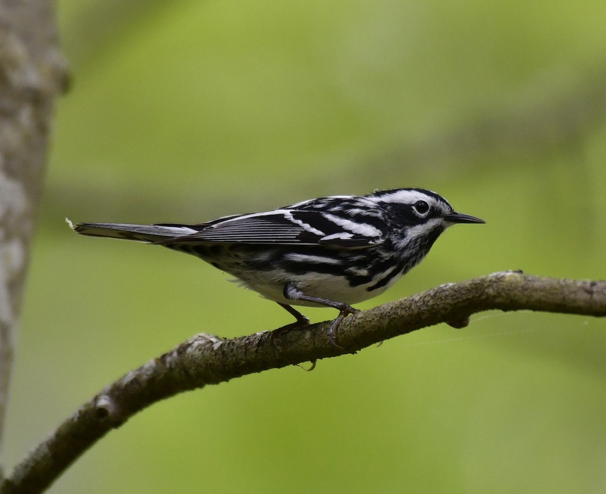 Black-and-white Warbler - ML619276769