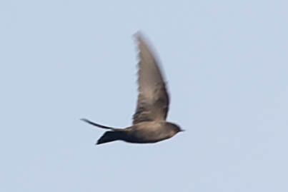 Indian Swiftlet - ML619276790