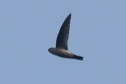 Indian Swiftlet - ML619276792