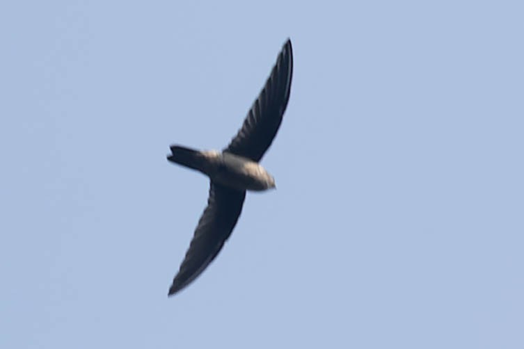 Indian Swiftlet - ML619276793