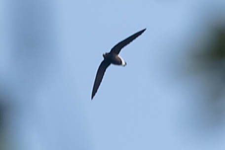 Brown-backed Needletail - ML619276807