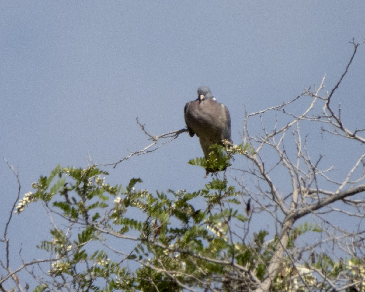 Common Wood-Pigeon - ML619276831