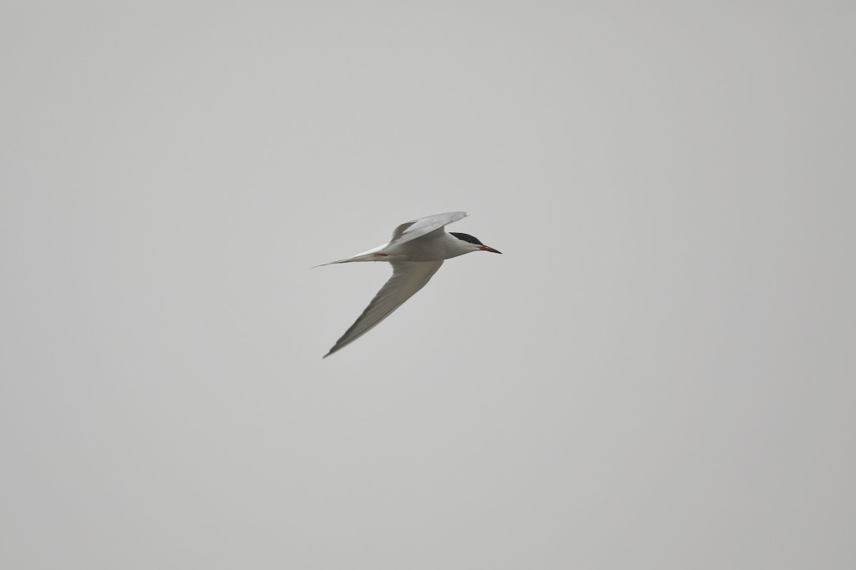 Common Tern - ML619276834