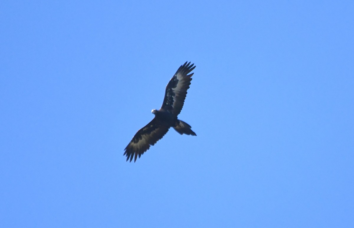 Wedge-tailed Eagle - ML619276867