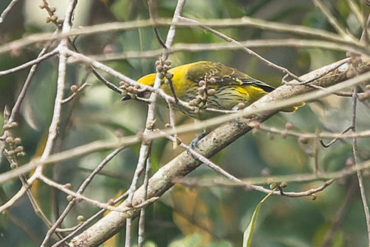 Indian Golden Oriole - ML619276932