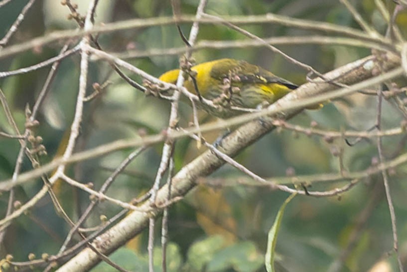 Indian Golden Oriole - ML619276933