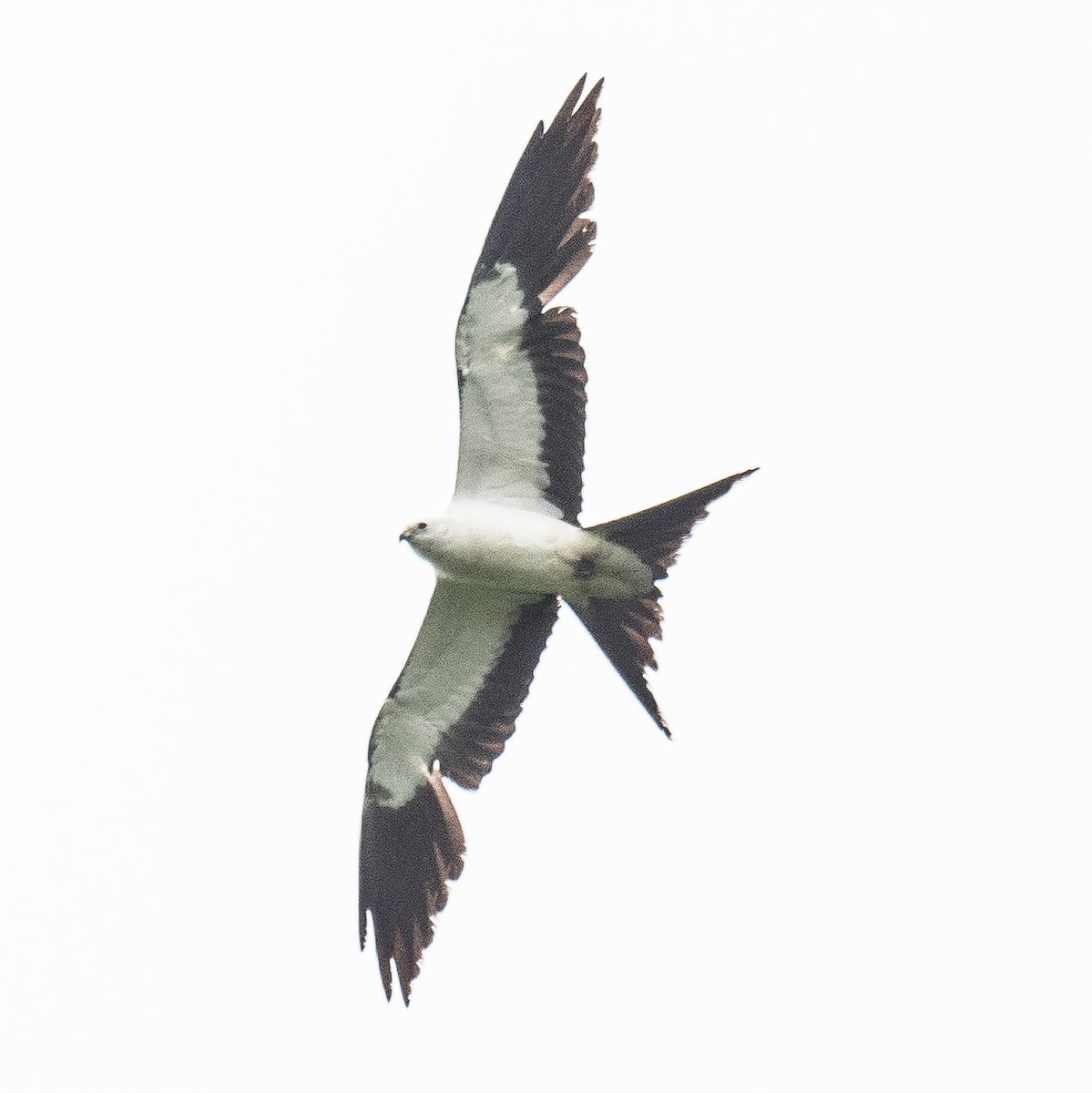 Swallow-tailed Kite - ML619276934