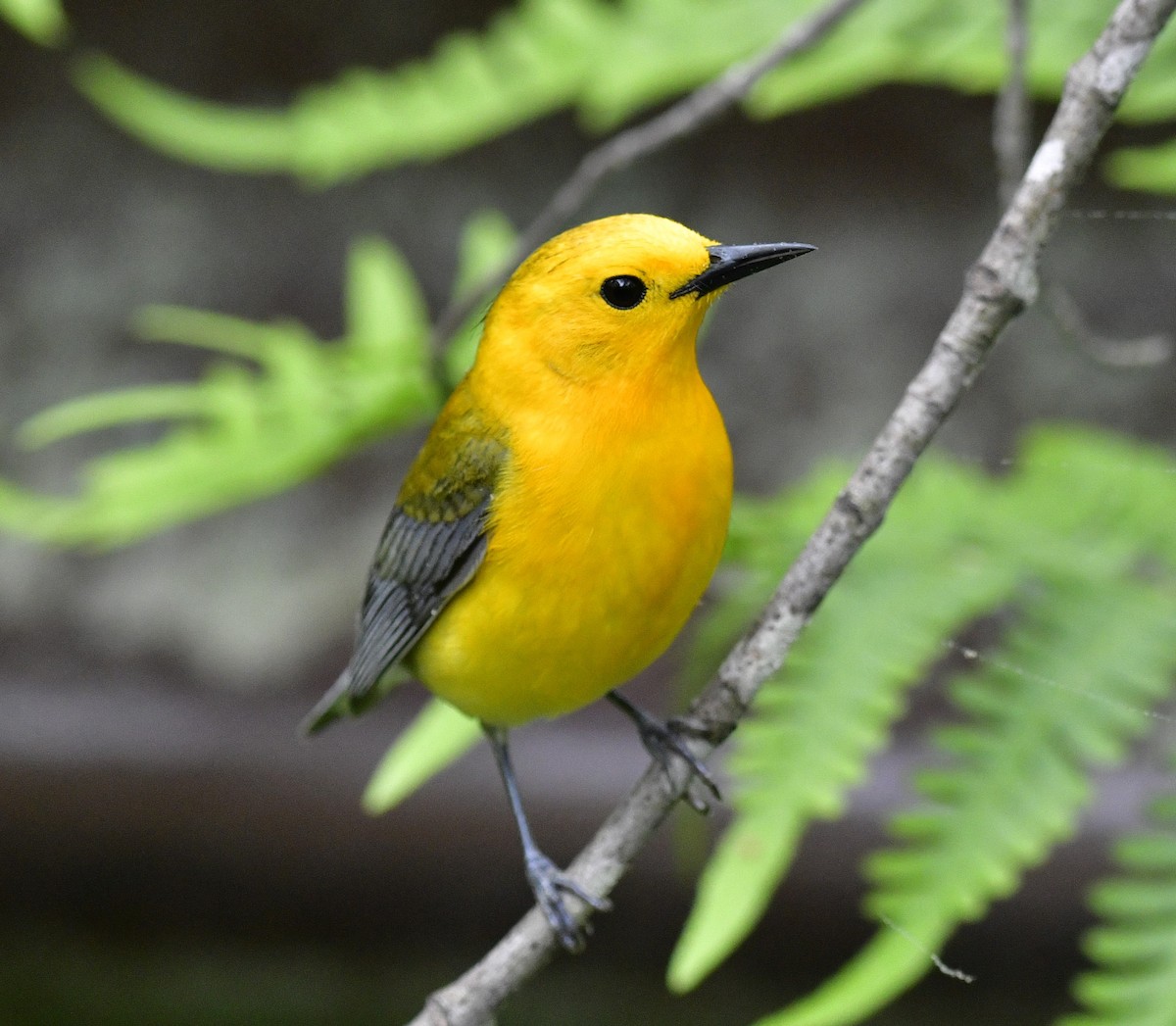 Prothonotary Warbler - ML619277029