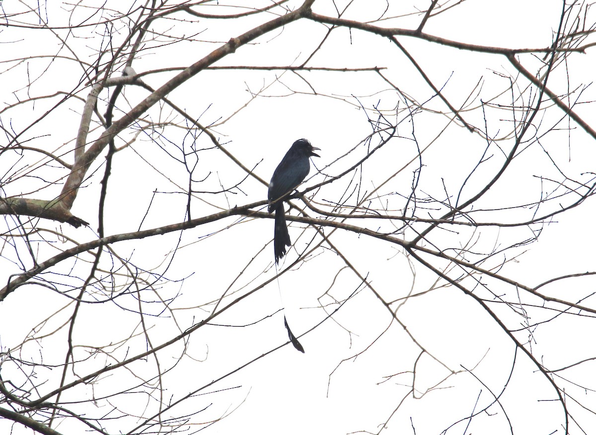 Greater Racket-tailed Drongo - ML619277030