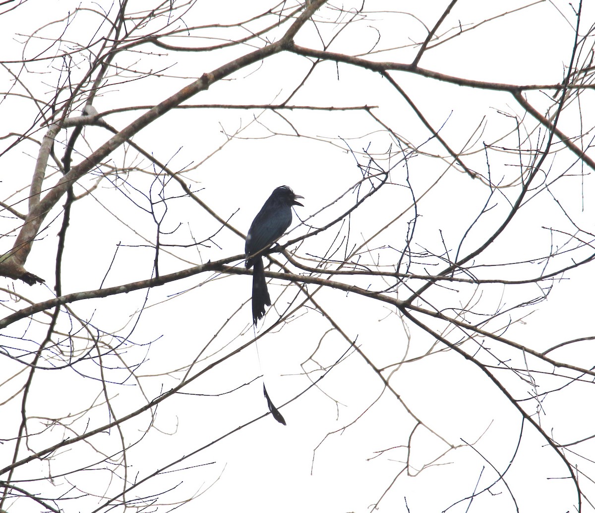 Greater Racket-tailed Drongo - ML619277051