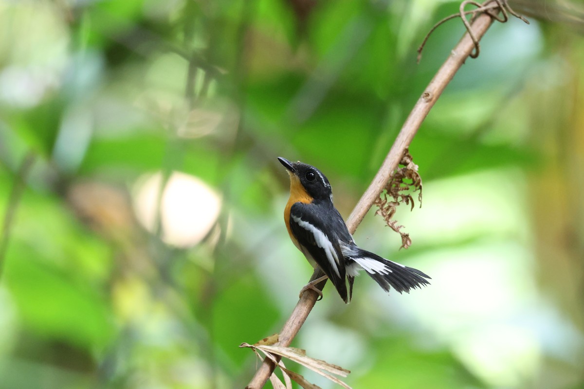 Rufous-chested Flycatcher - ML619277139