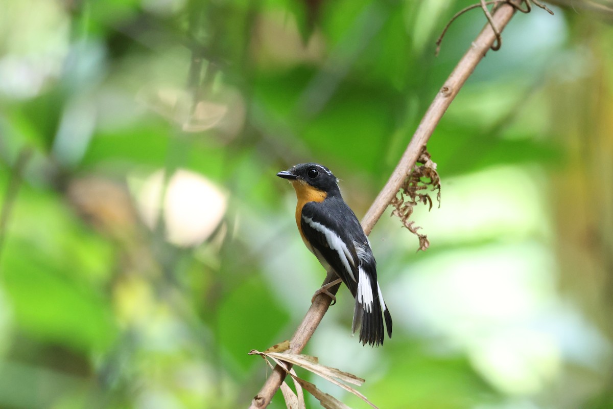 Rufous-chested Flycatcher - ML619277140