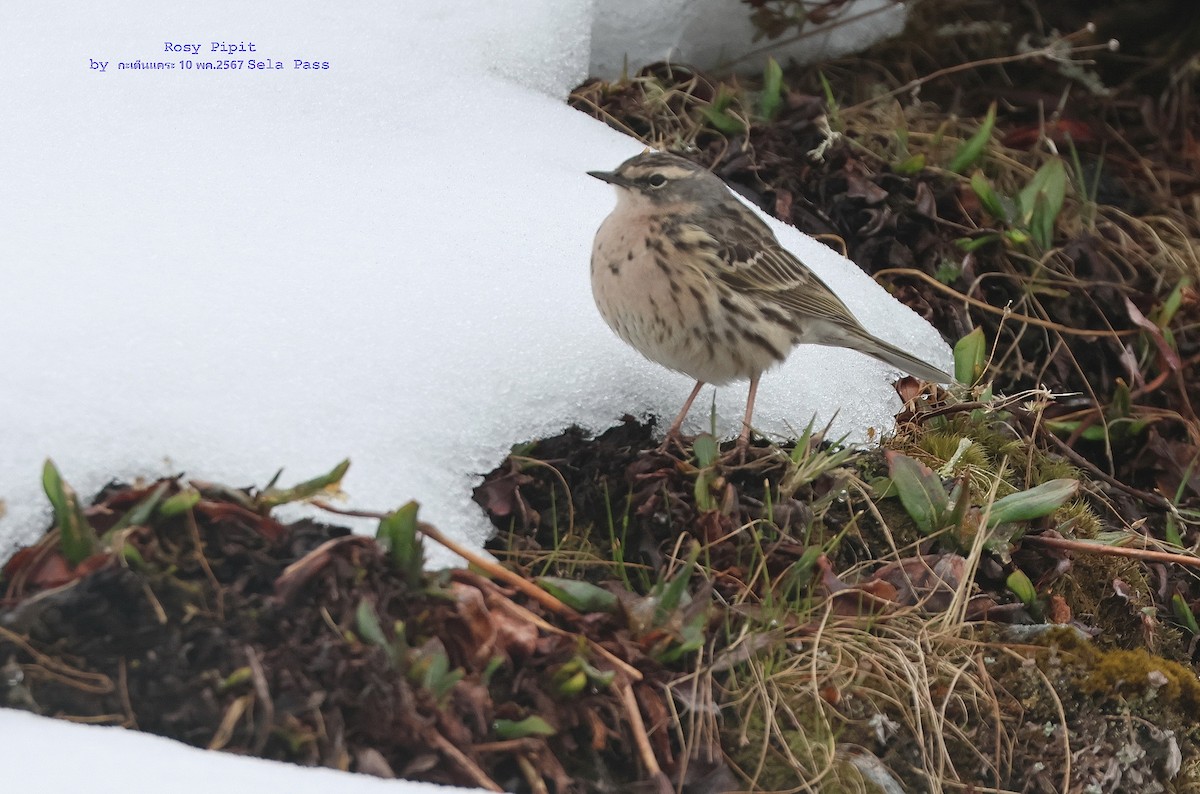 Rosy Pipit - ML619277180