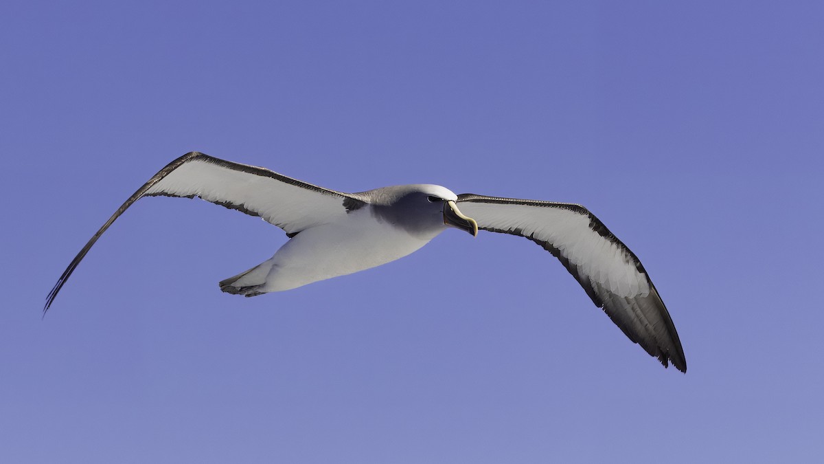 Salvin's Albatross - ML619277201