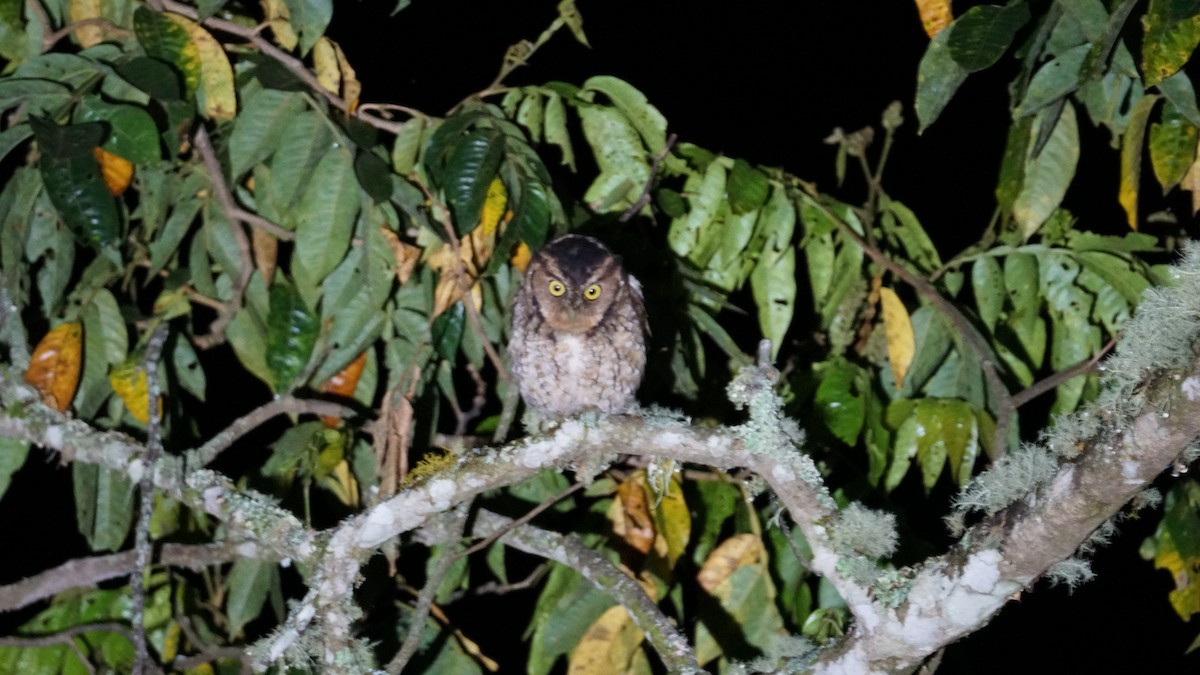 Peruvian Screech-Owl - ML619277240