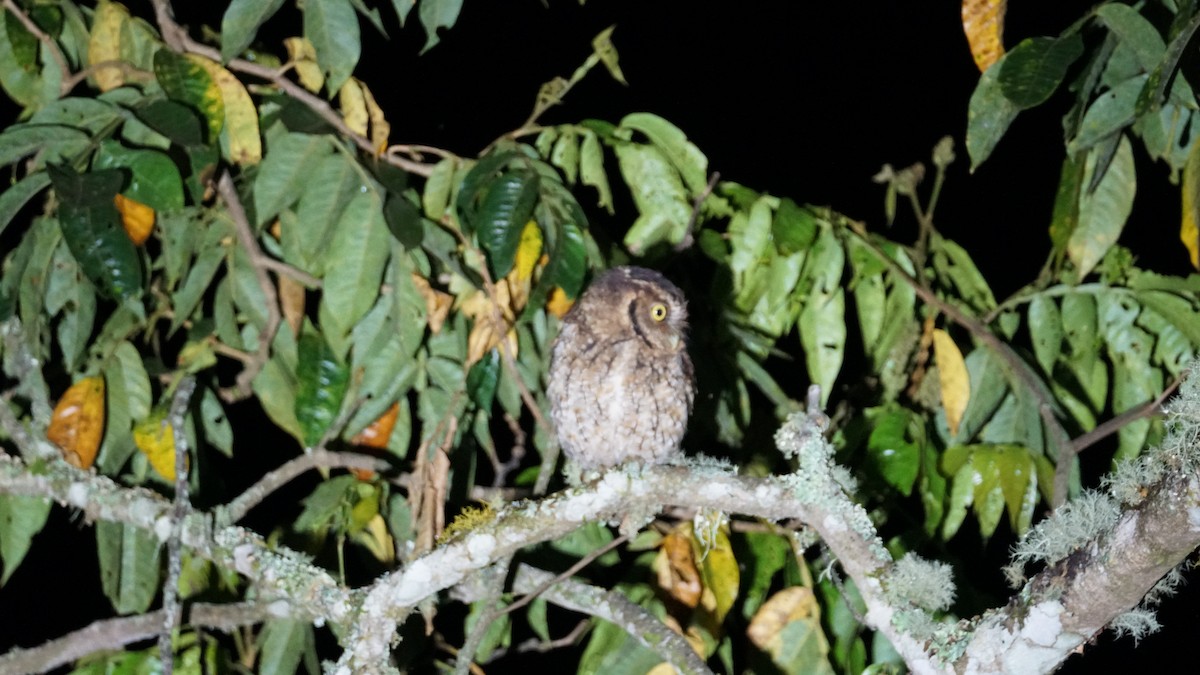 Peruvian Screech-Owl - ML619277241