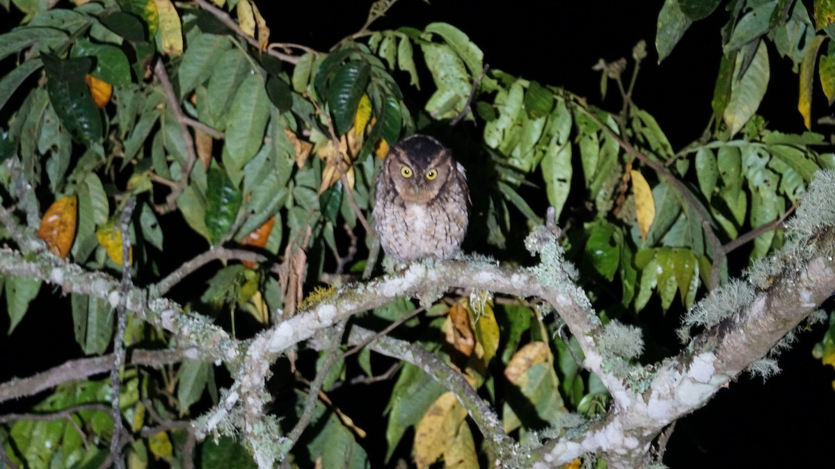 Peruvian Screech-Owl - ML619277242