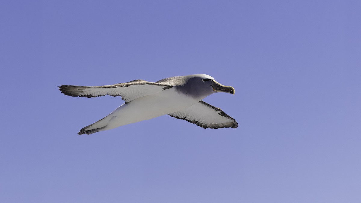 Сероспинный альбатрос - ML619277312
