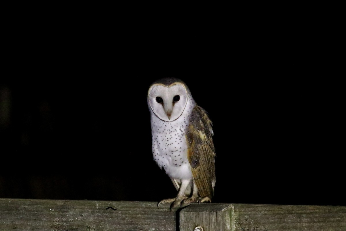 Barn Owl (Eastern) - ML619277324