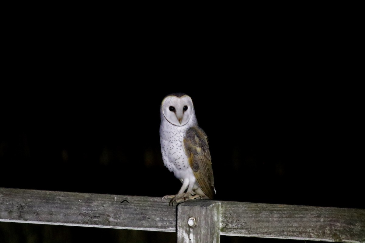Barn Owl (Eastern) - ML619277325