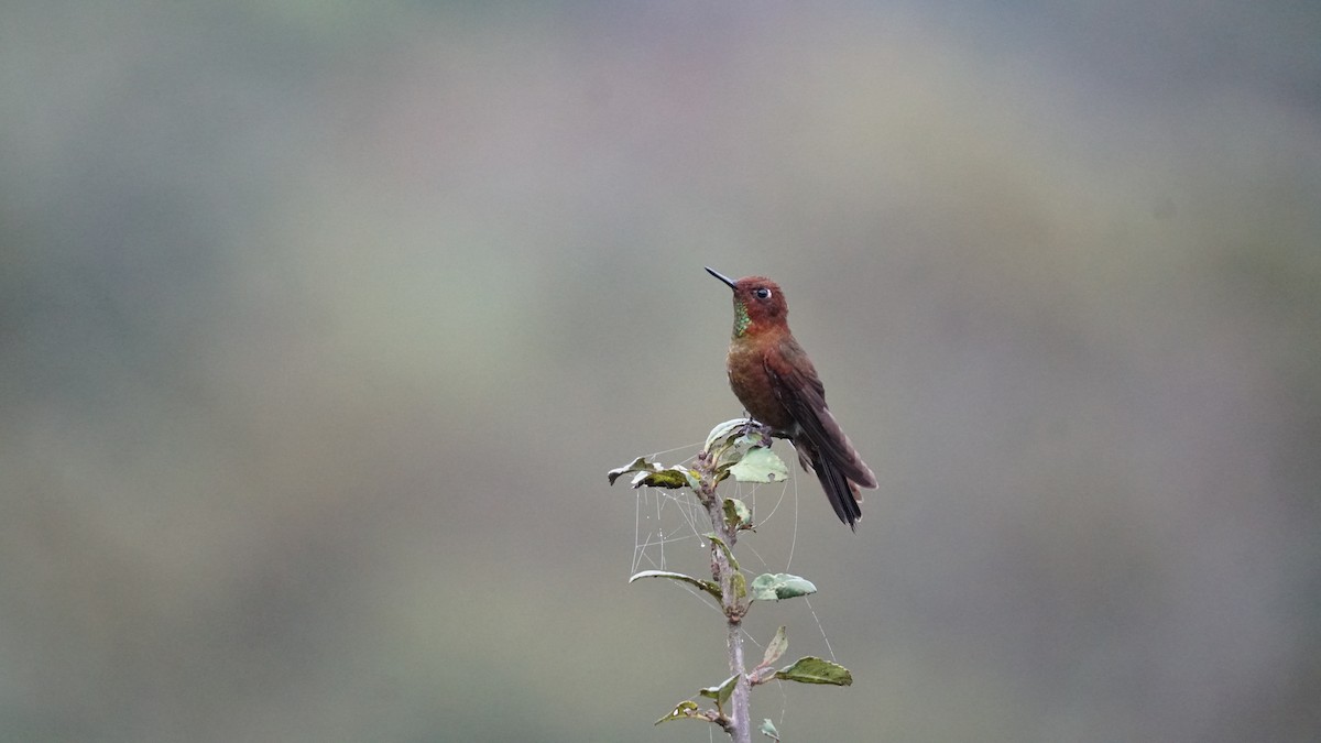 kolibřík myrtový - ML619277350