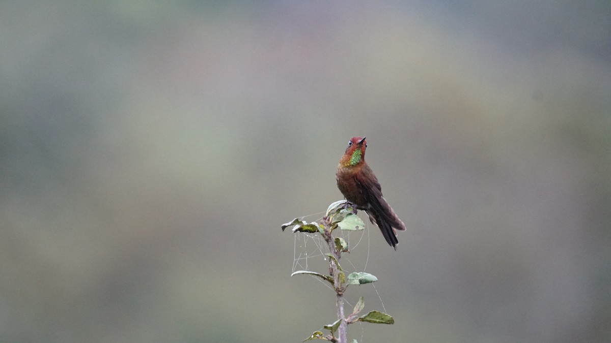 kolibřík myrtový - ML619277351