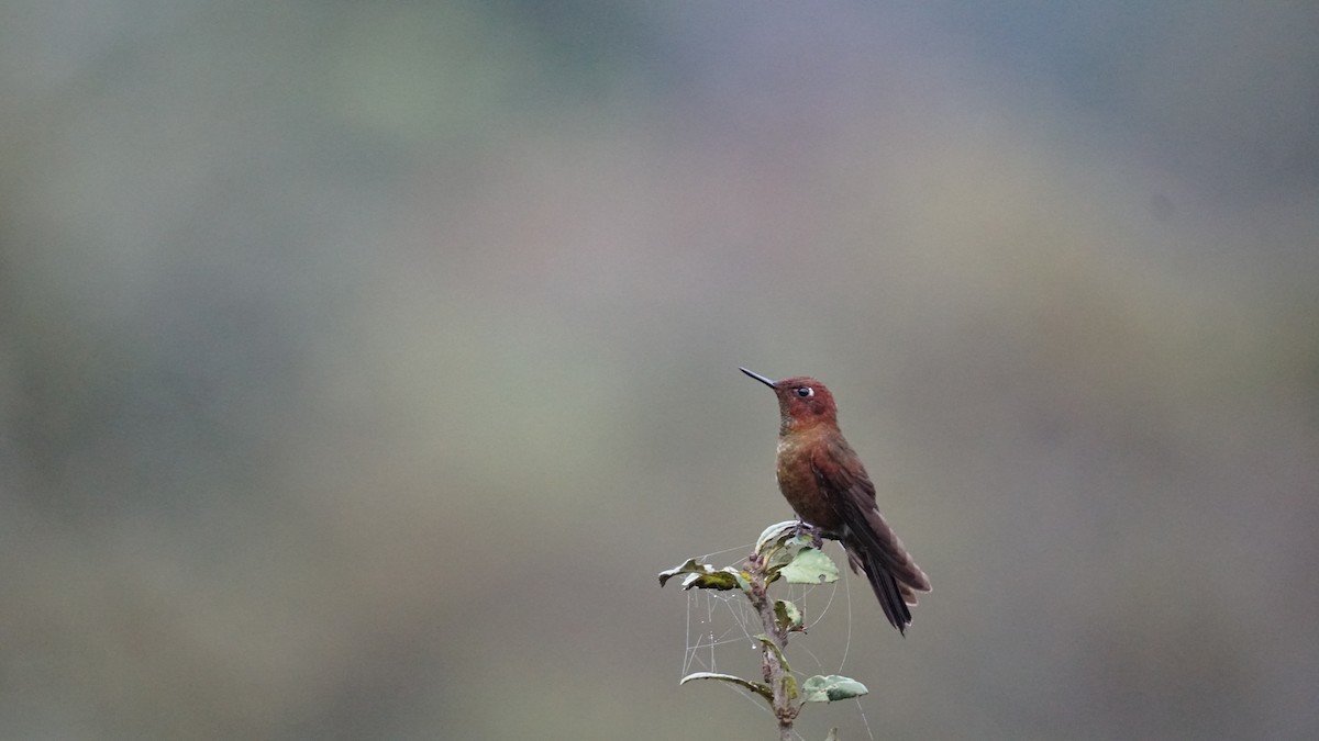 kolibřík myrtový - ML619277353