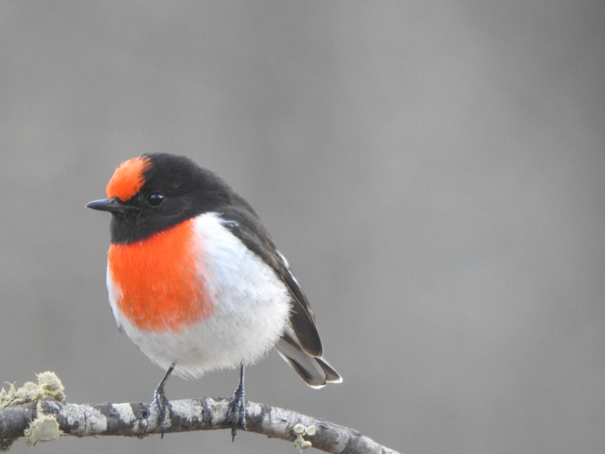 Red-capped Robin - ML619277375