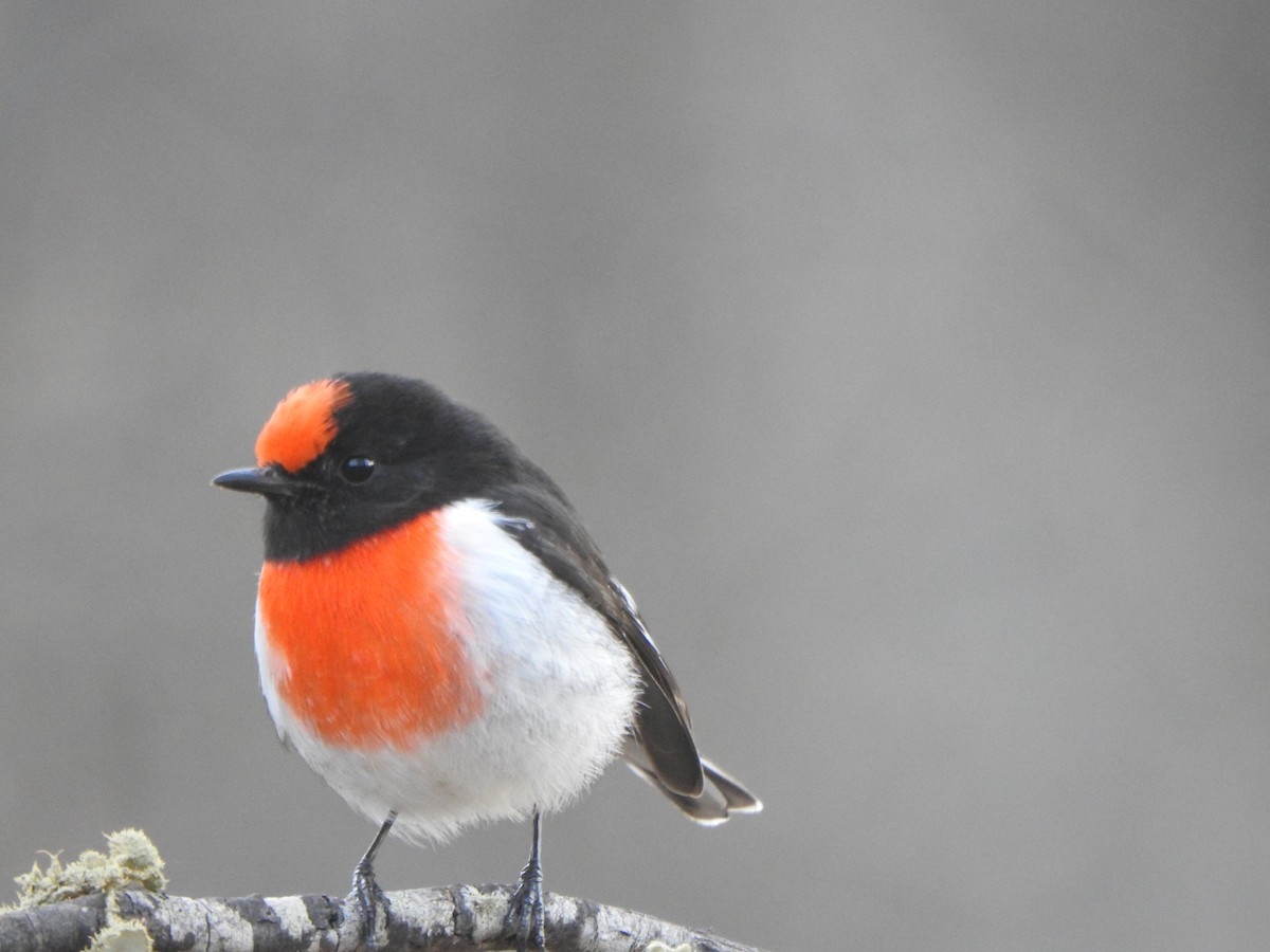 Red-capped Robin - ML619277376