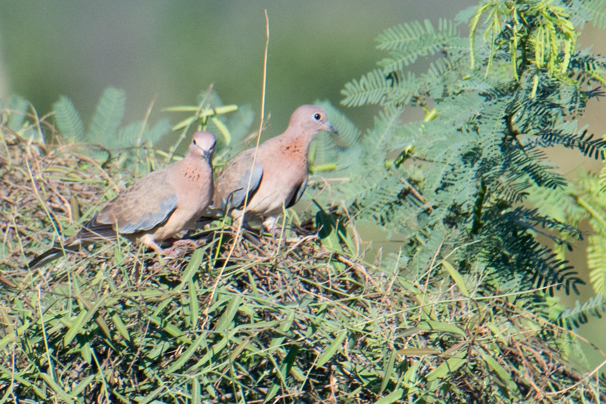 Laughing Dove - ML619277408