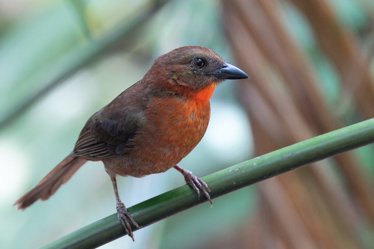 Red-throated Ant-Tanager - ML619277410