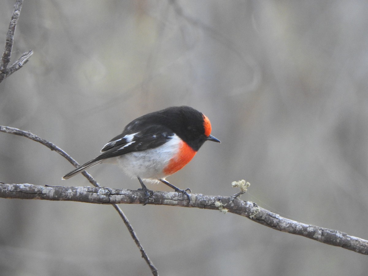 Red-capped Robin - ML619277419