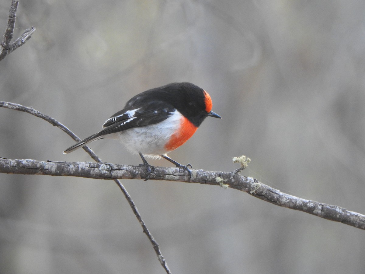 Red-capped Robin - ML619277420