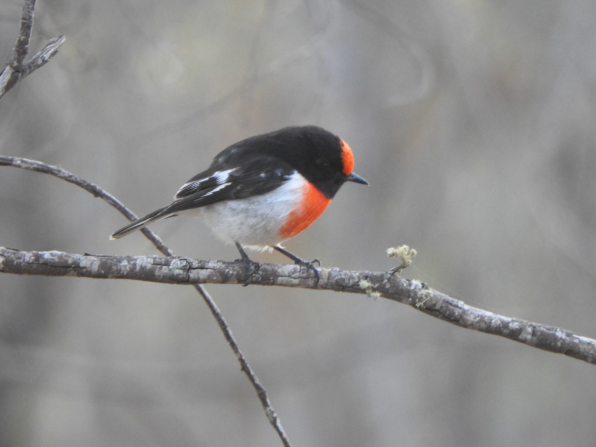 Red-capped Robin - ML619277421