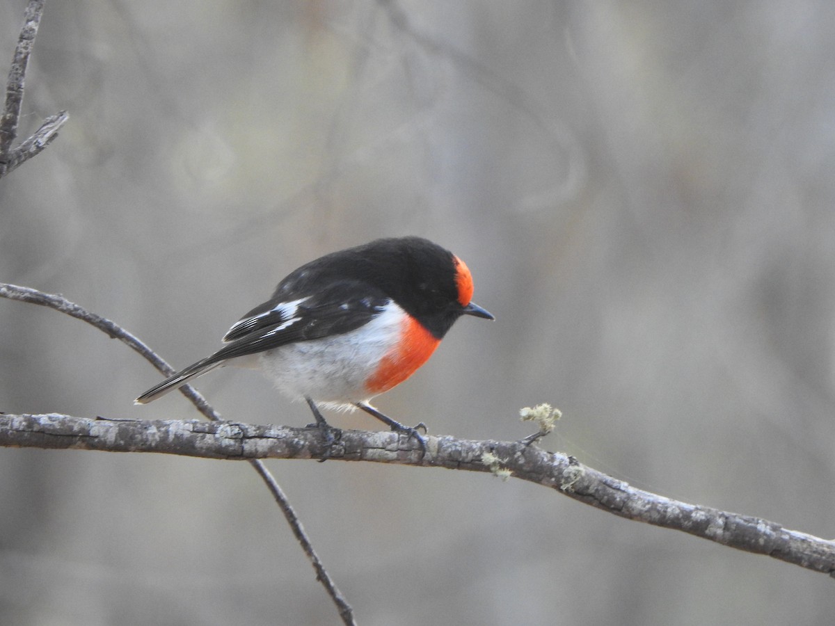Red-capped Robin - ML619277422