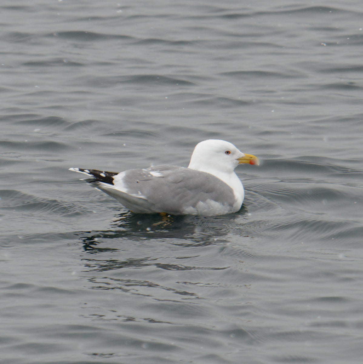 Yellow-legged Gull - ML619277429