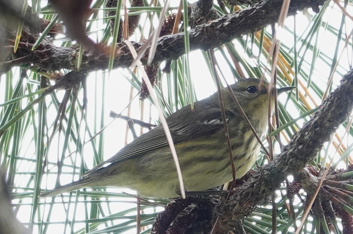 Cape May Warbler - ML619277455